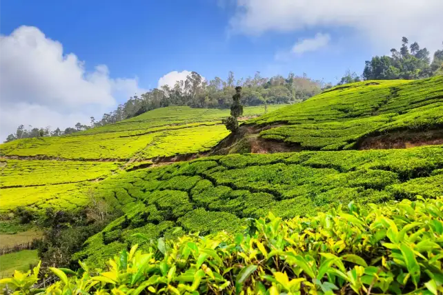 kerala